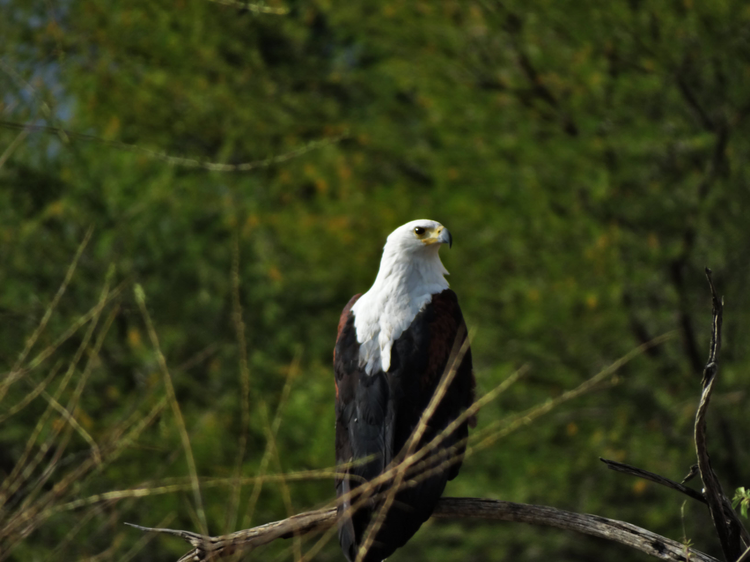 African Fish Eagle