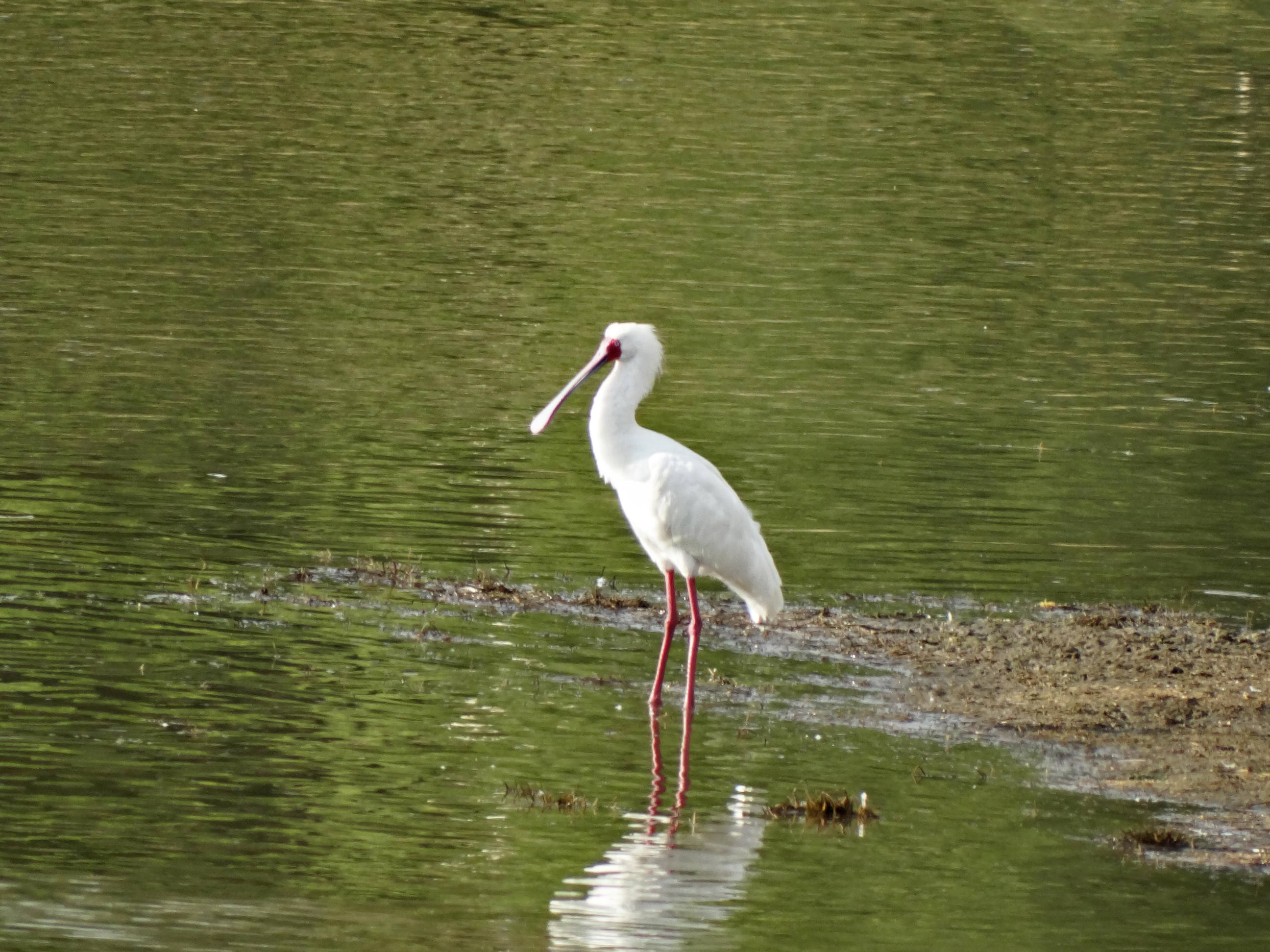 African Spoonbill