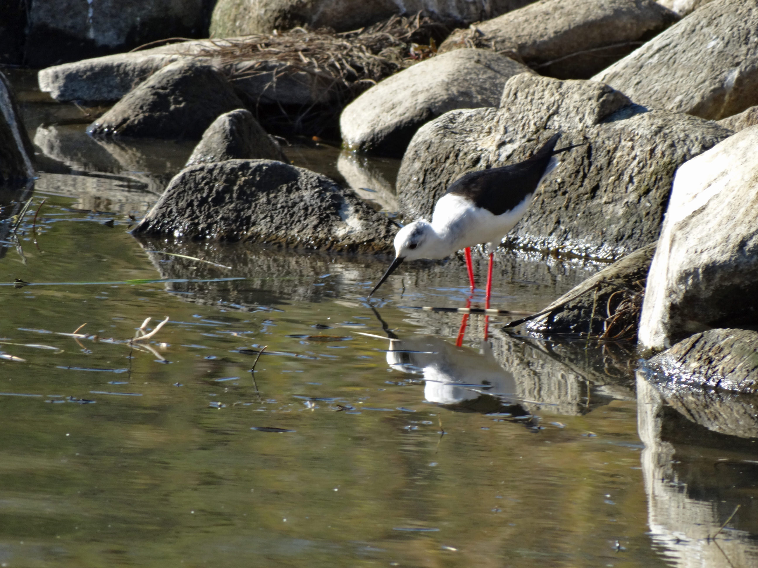 Black Winged Stilt