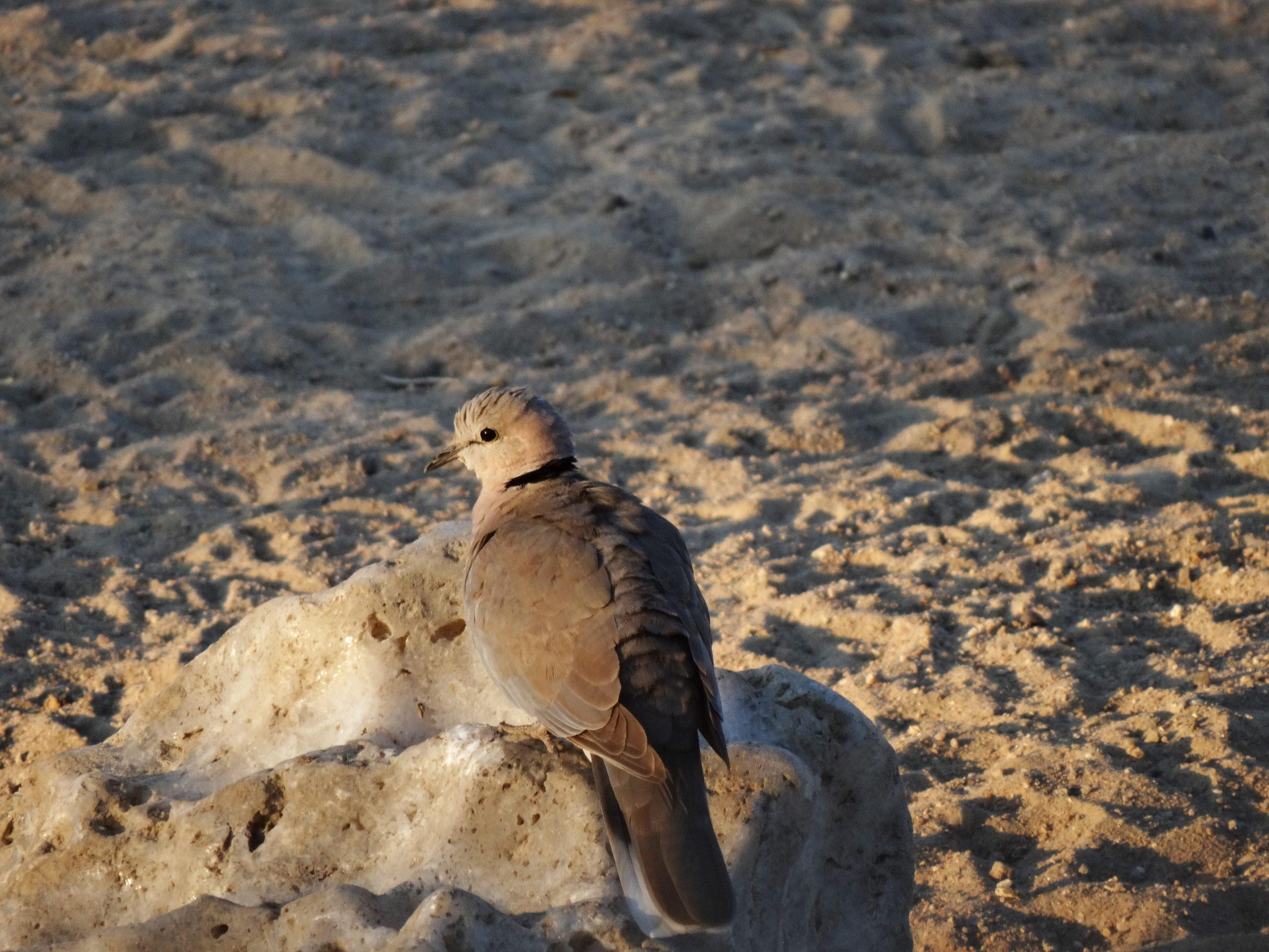 Cape Turtle Dove