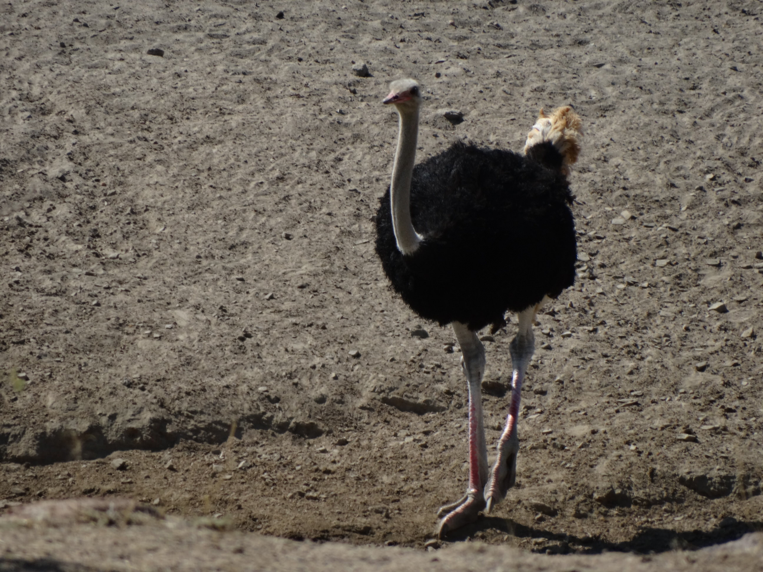 Common Ostrich