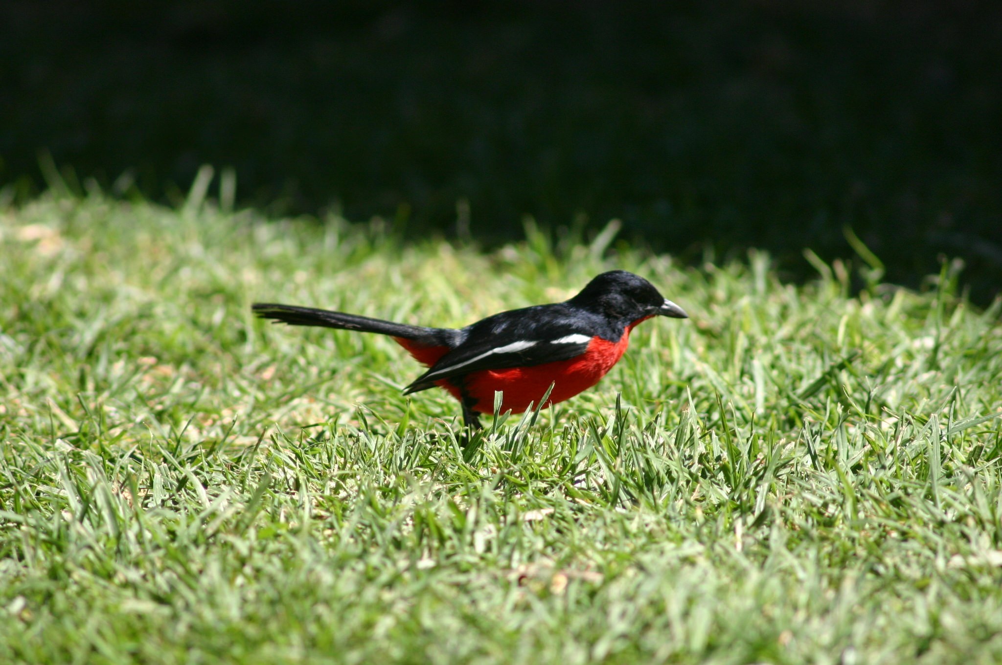 Crimson Breasted Shrike