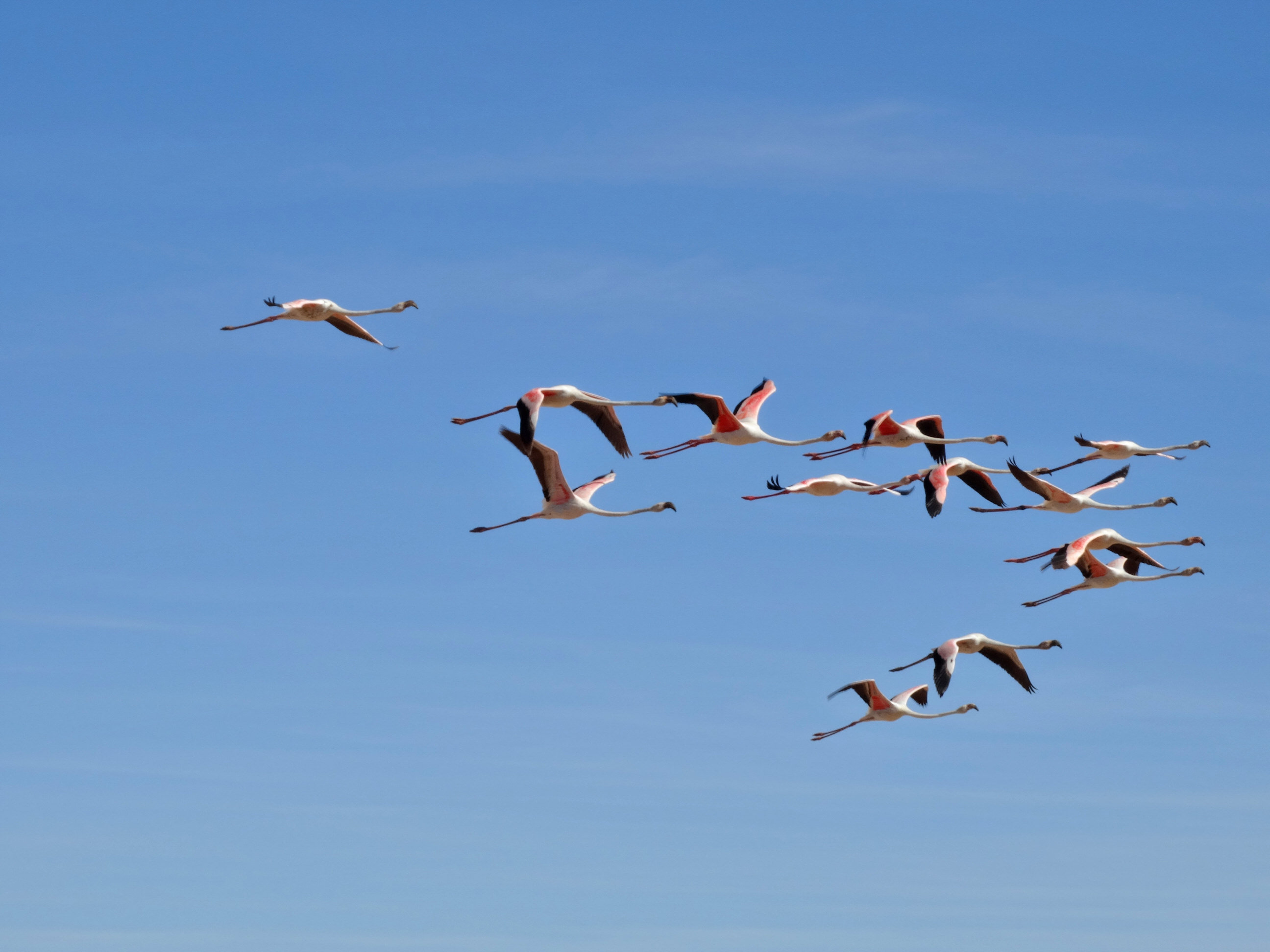 Greater Flamingo