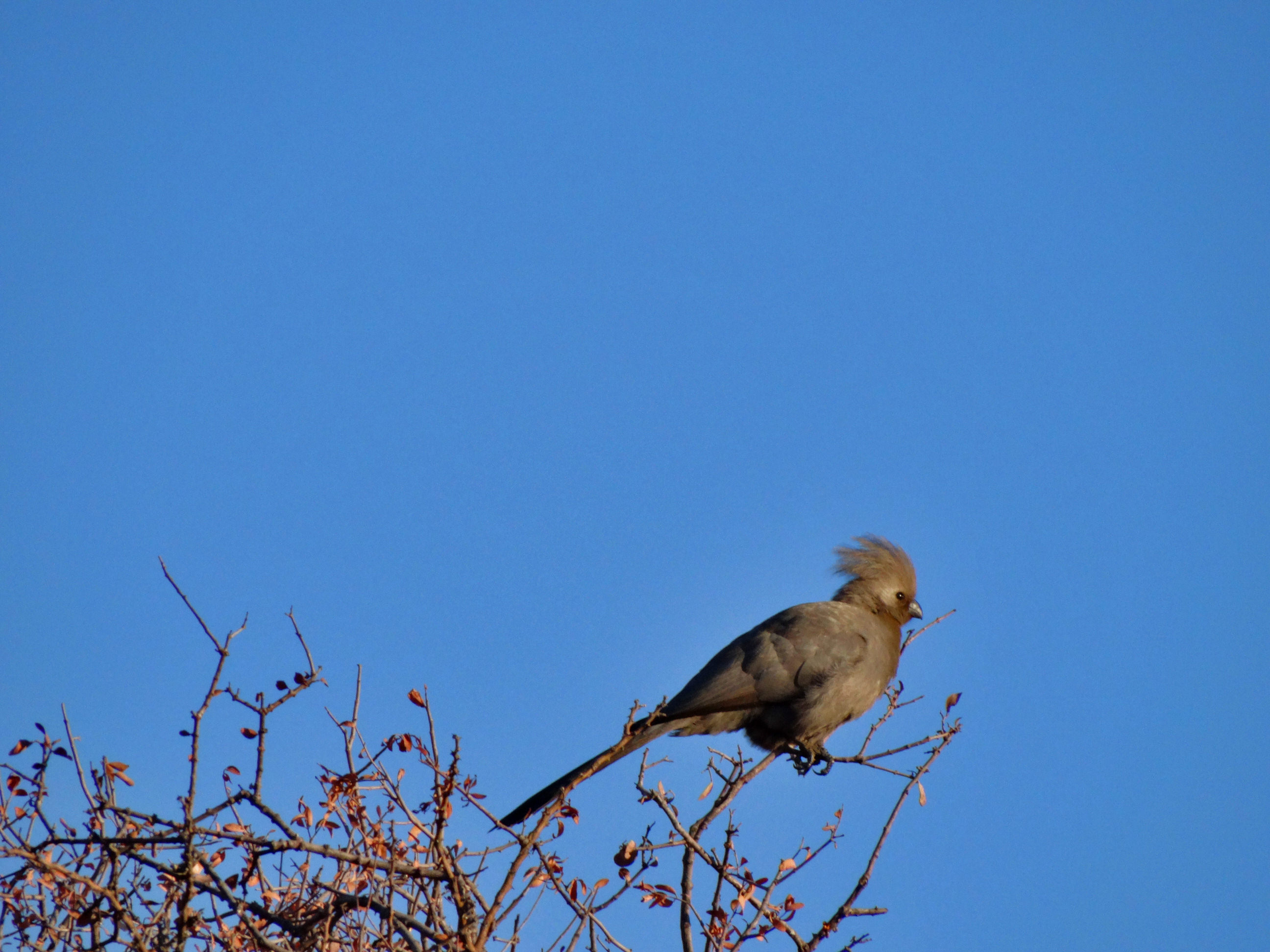 Grey Lourie (Go Away Bird)