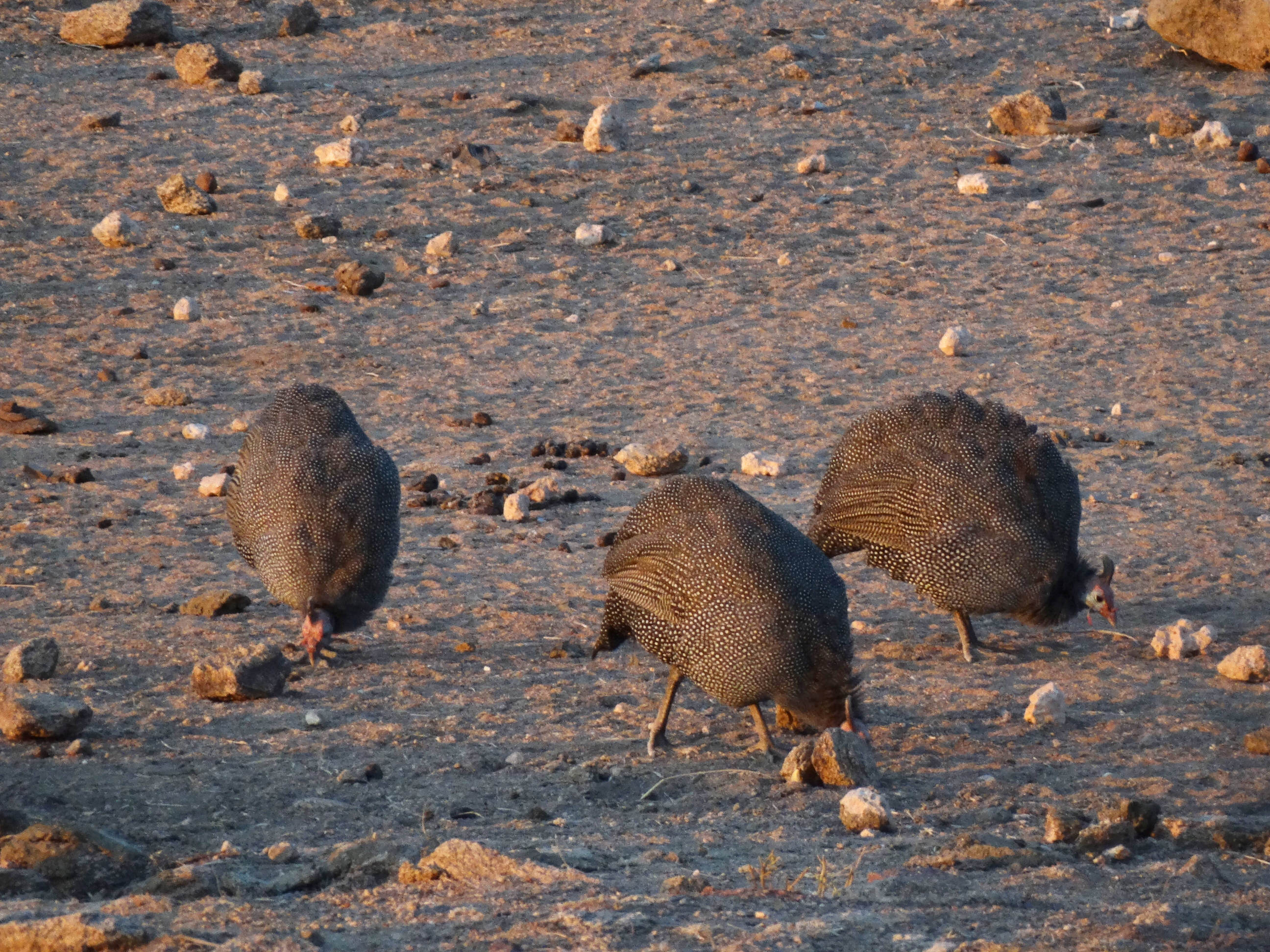 Helmeted Guineafowl