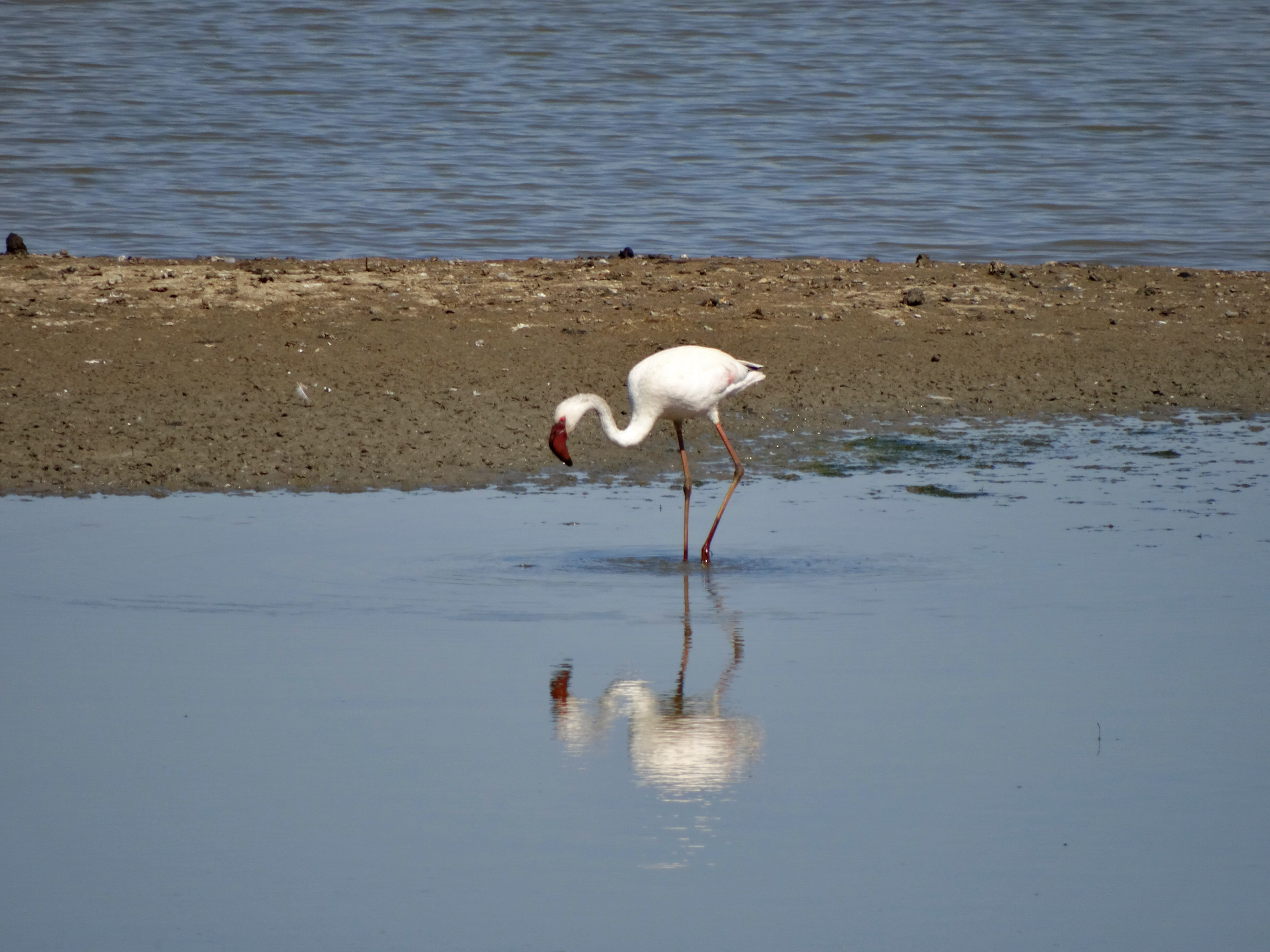 Lesser Flamingo