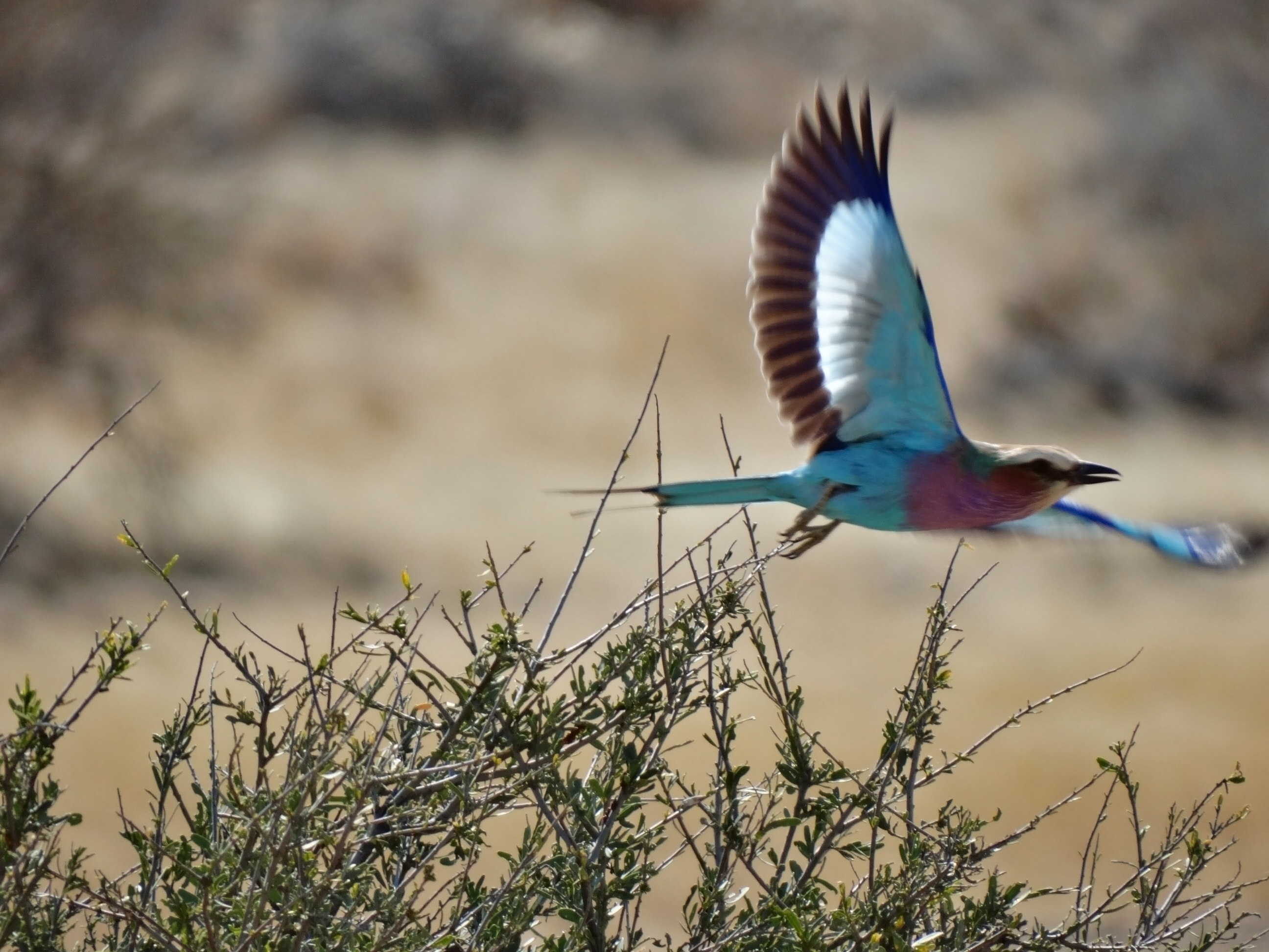 Lilac Breasted Roller