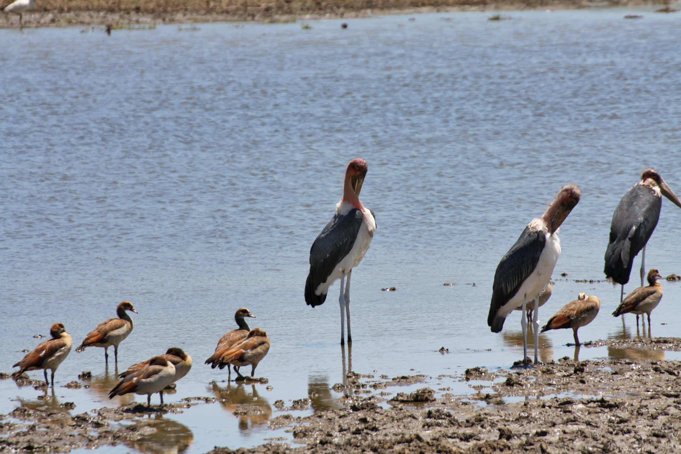 Marabou Stork