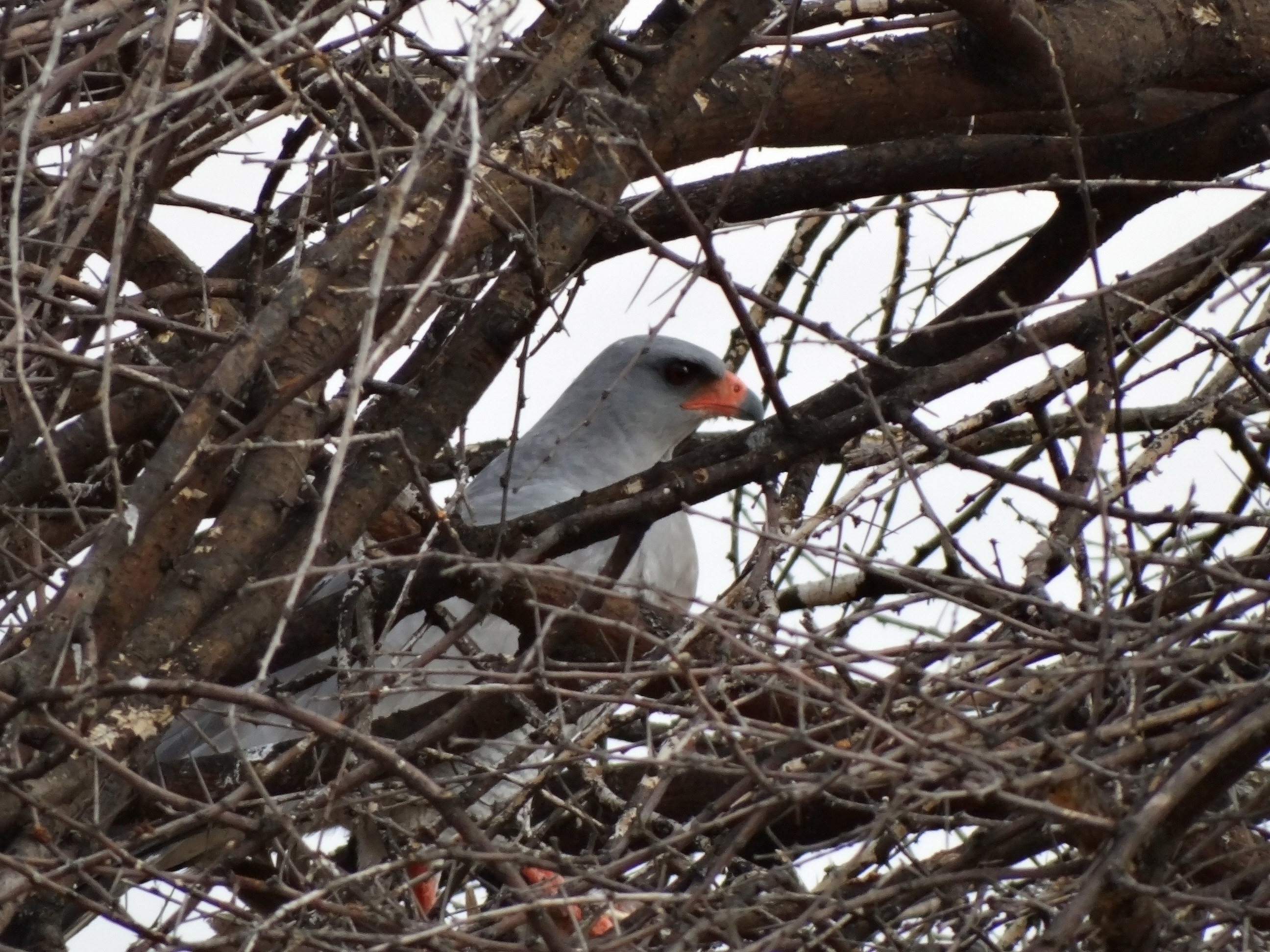 Pale Chanting Goshawk