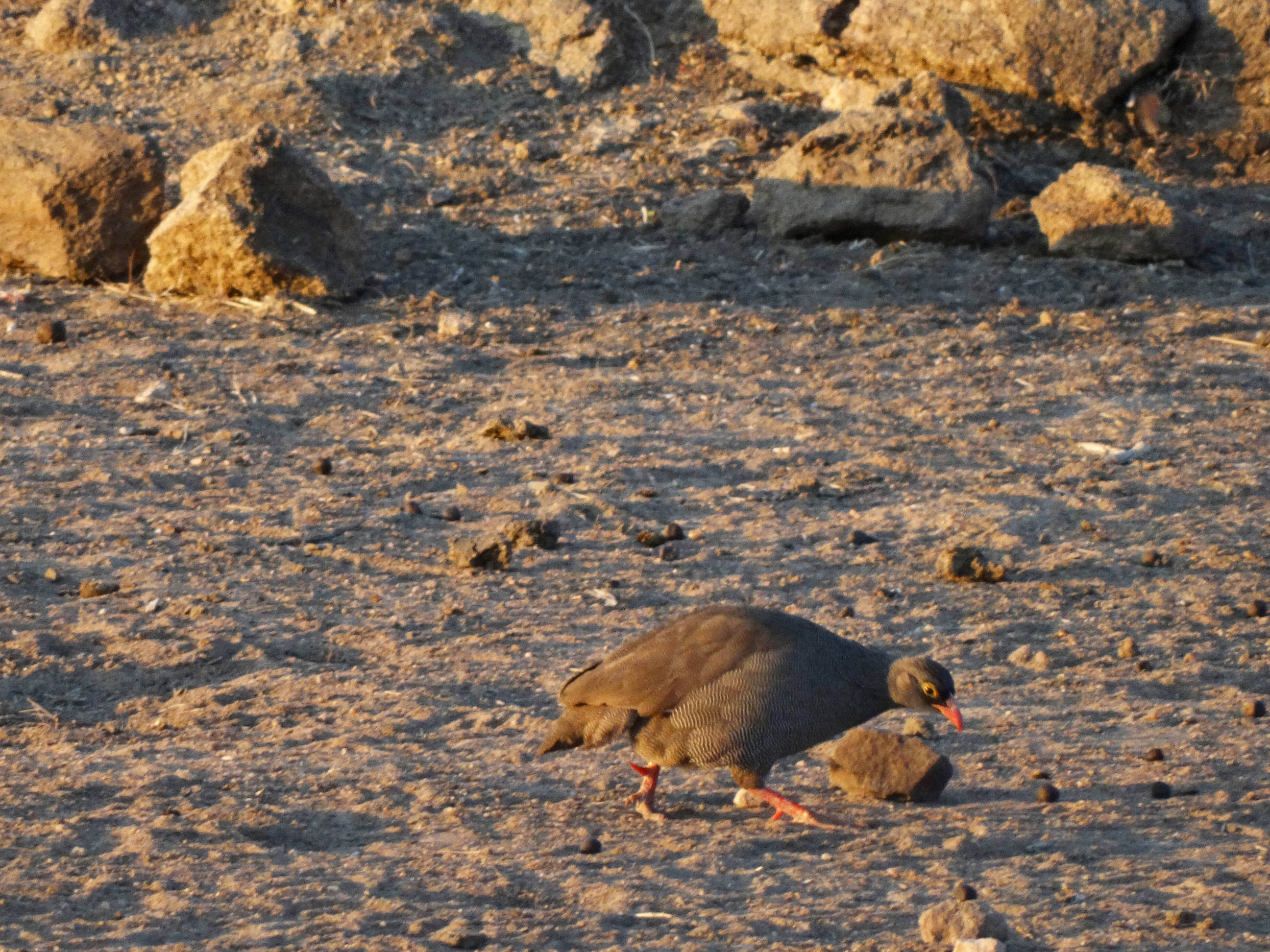 Red Billed Spurfowl