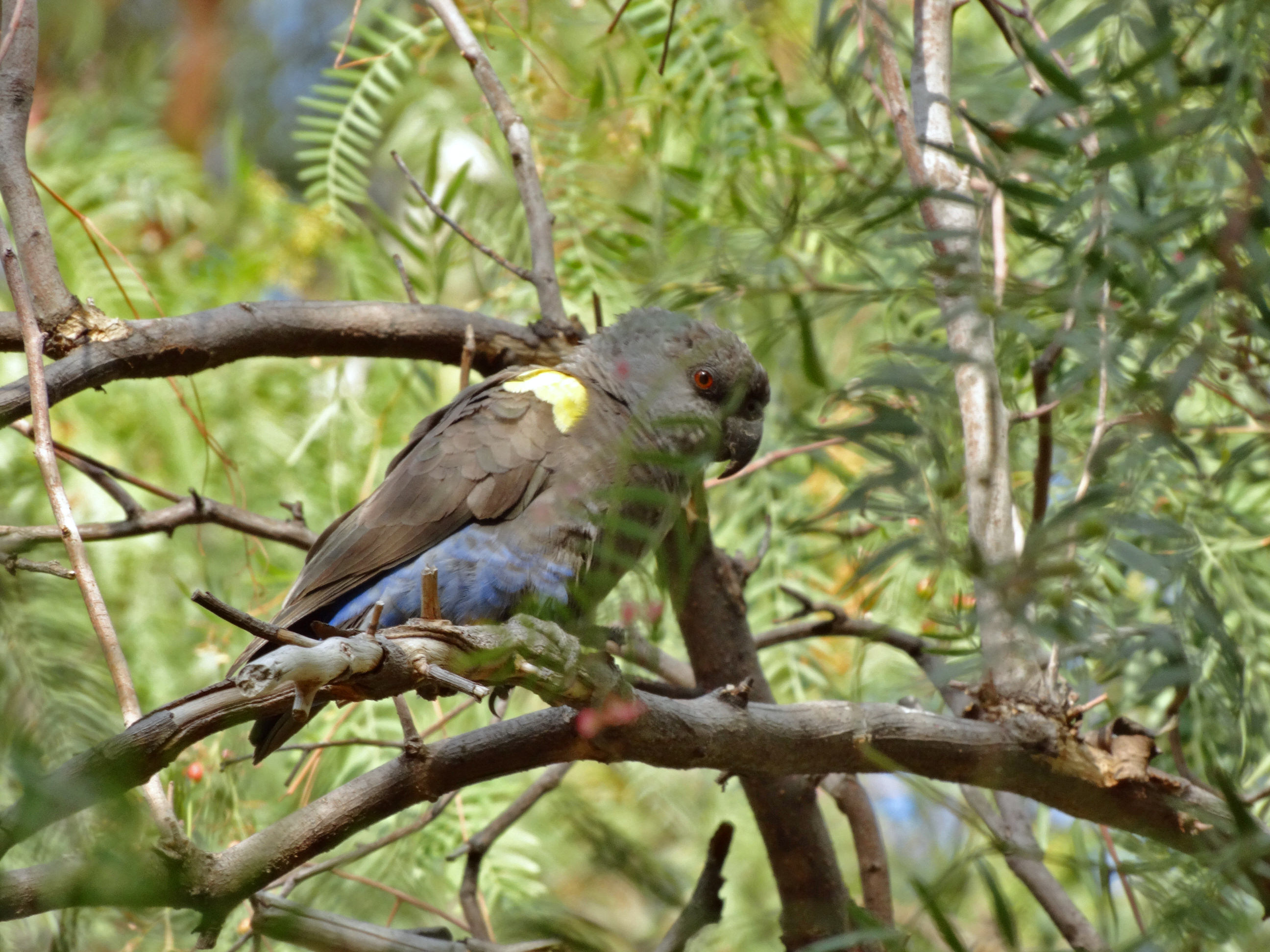 Rüppell's Parrot