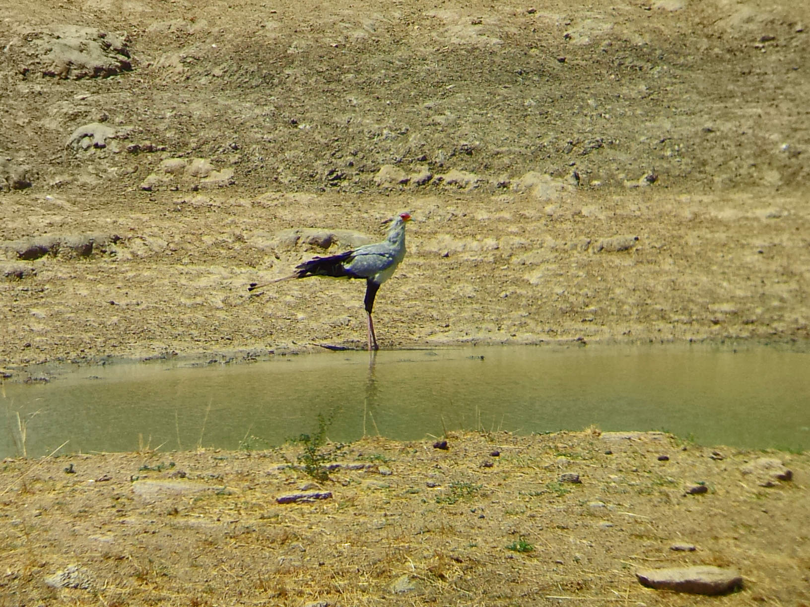 Secretary Bird