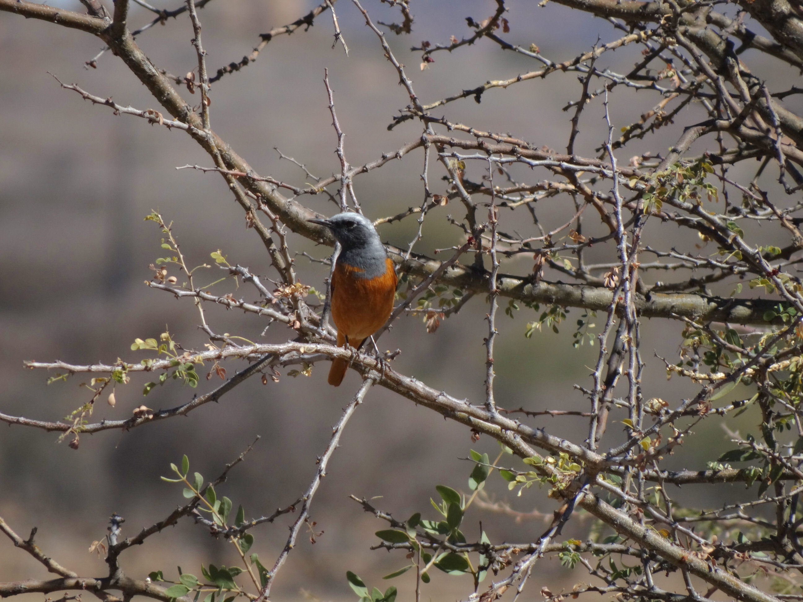 Short Toed Rock Thrush