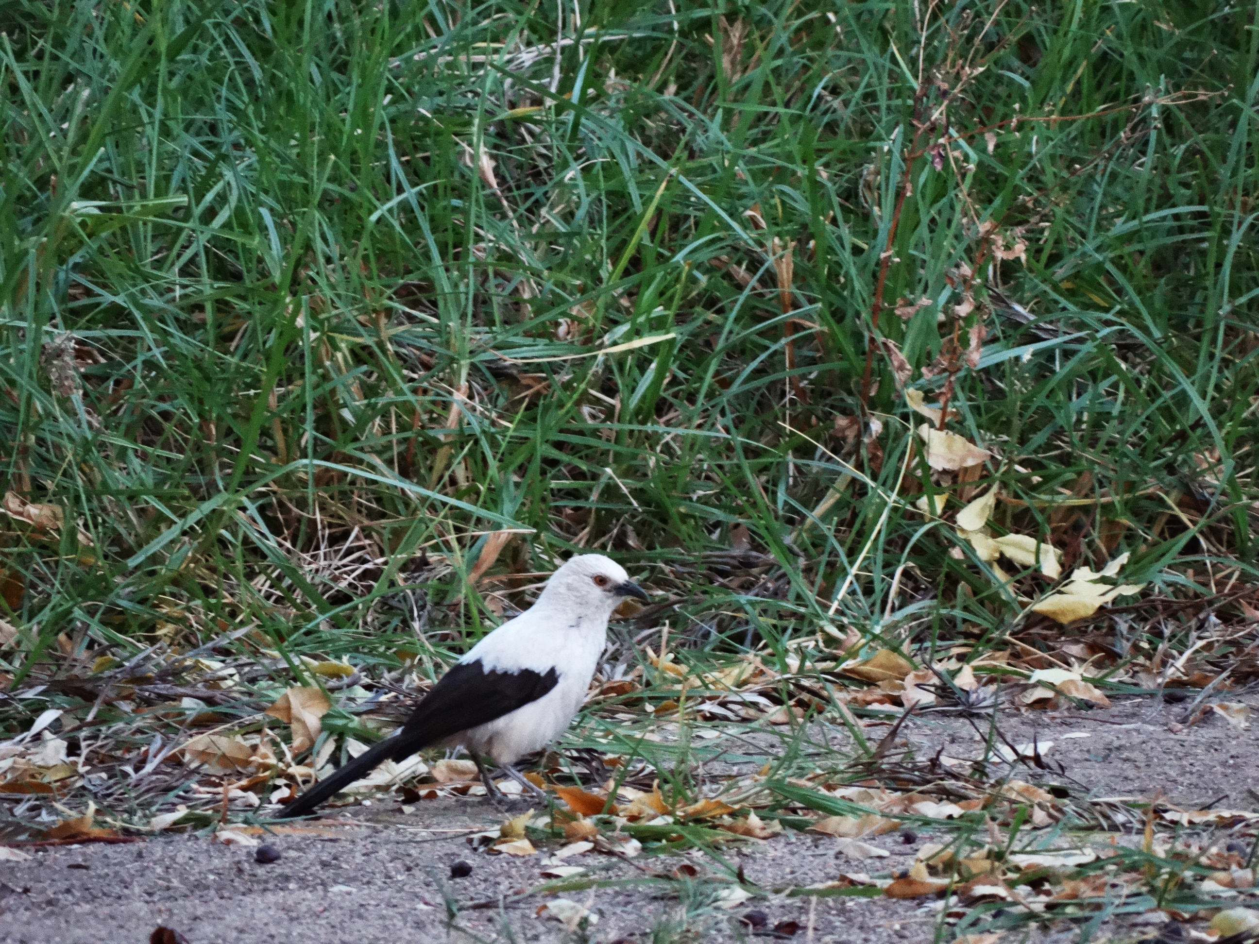 Southern Pied Babbler