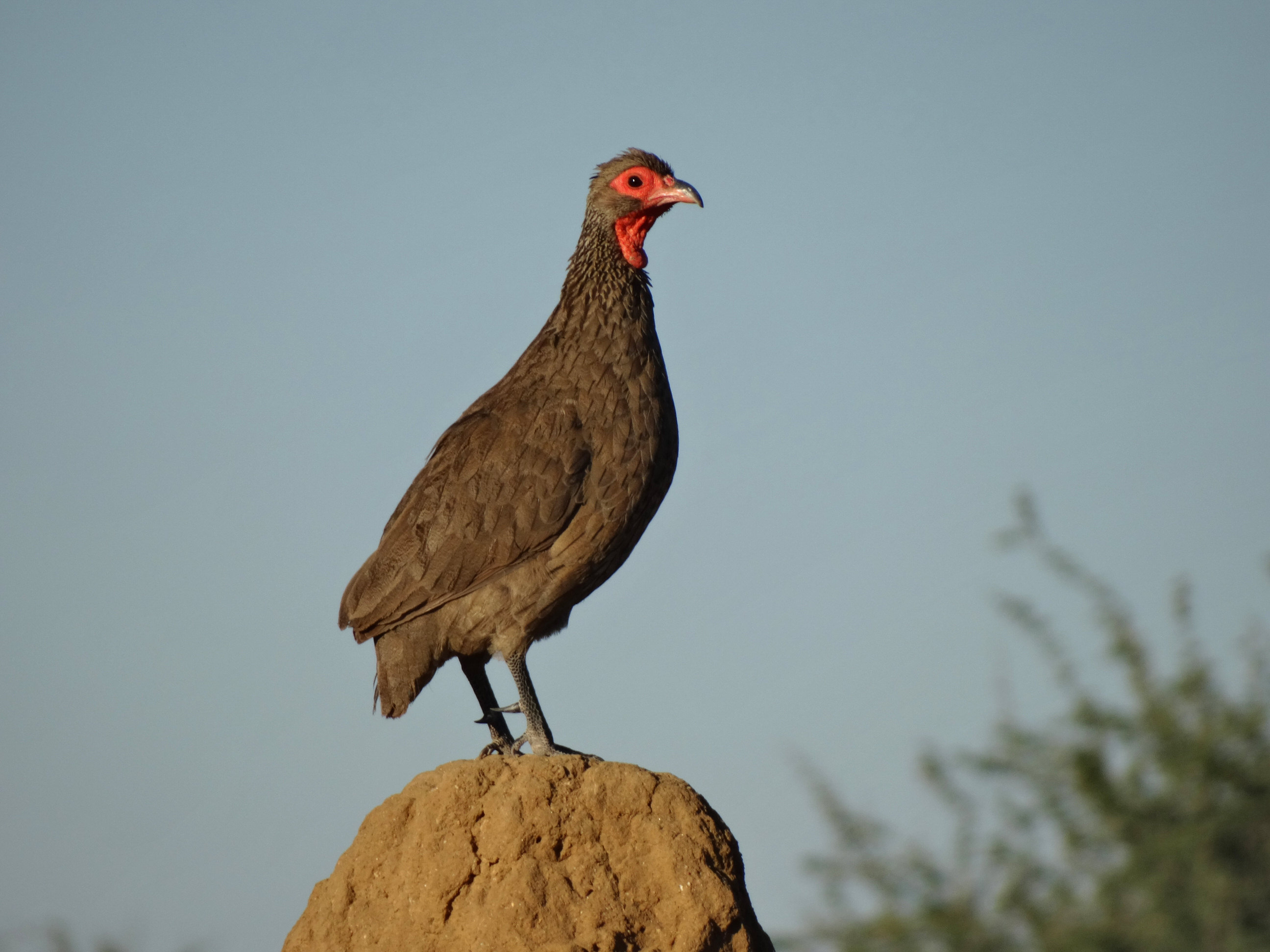 Swainson's Spurfowl