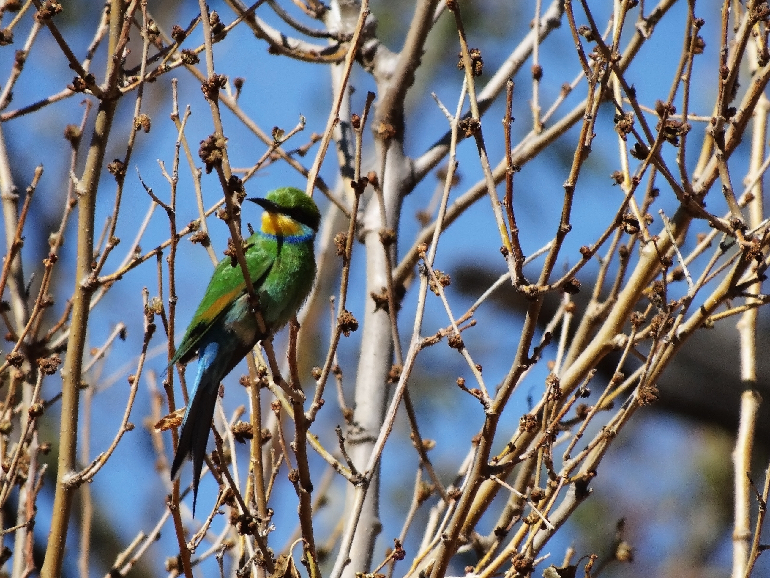 Swallow Tailed Bee Eater