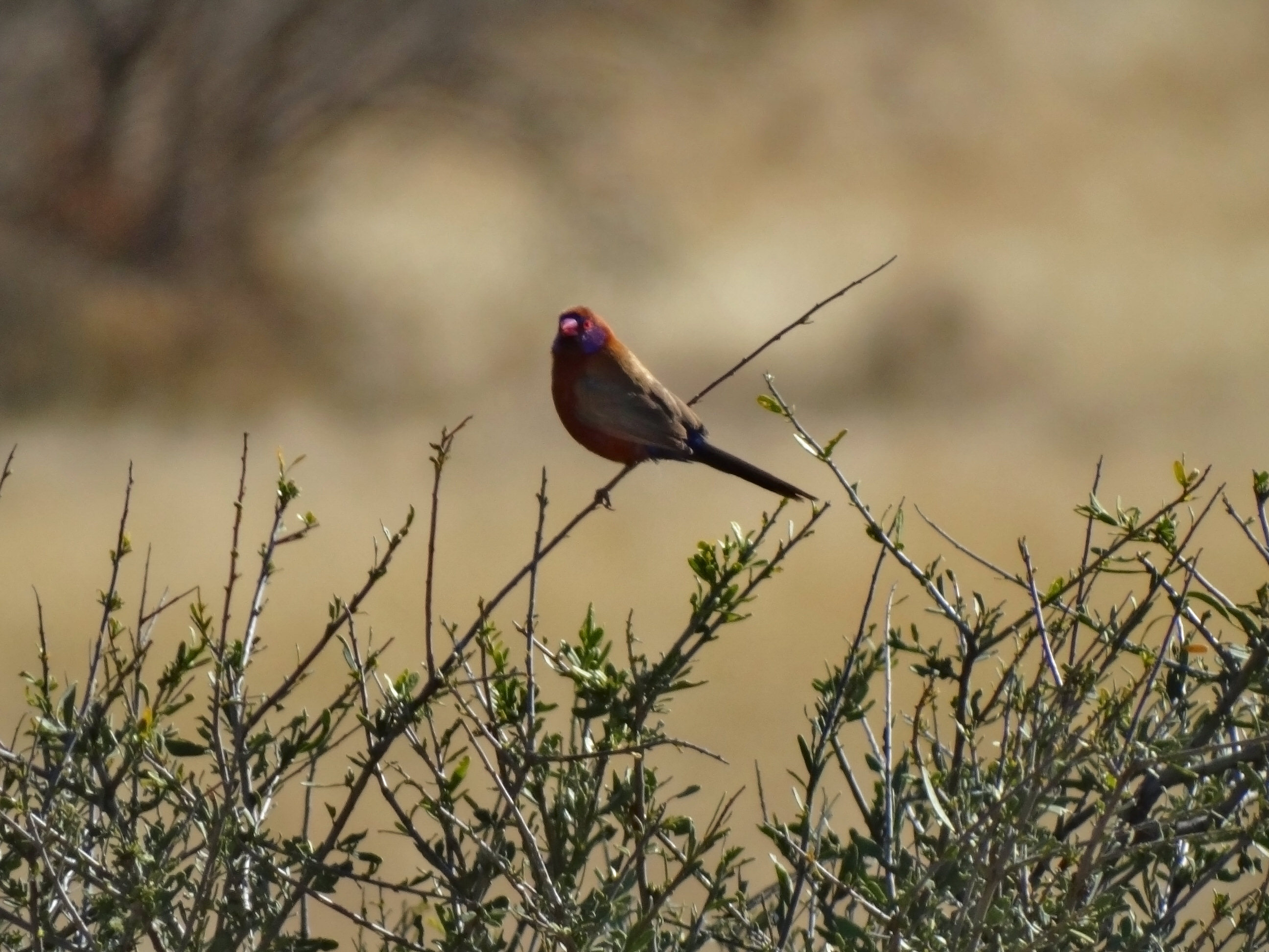 Violet Eared Waxbill