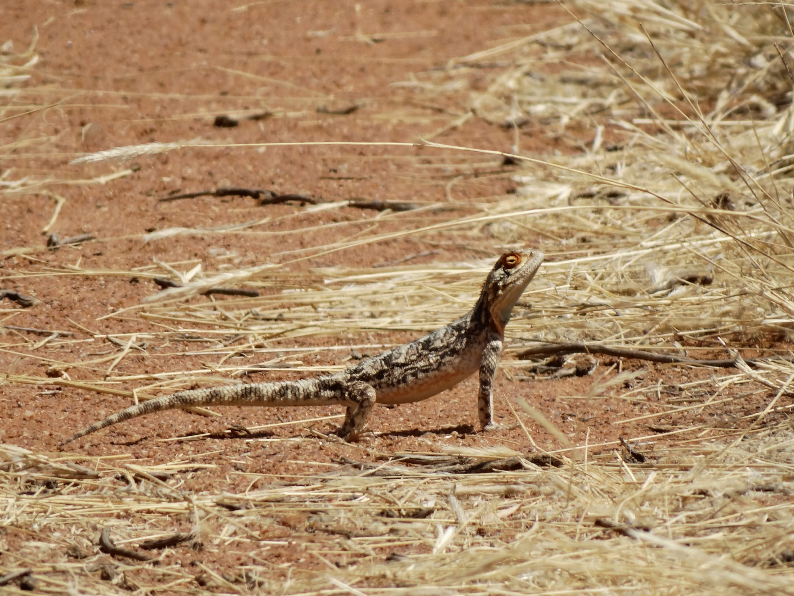 Anchietas Agame