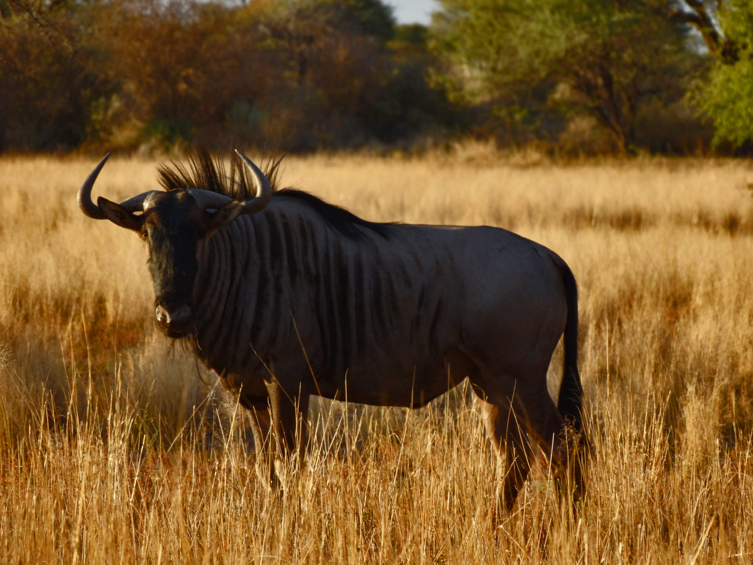 Blue Wildebeest (M)