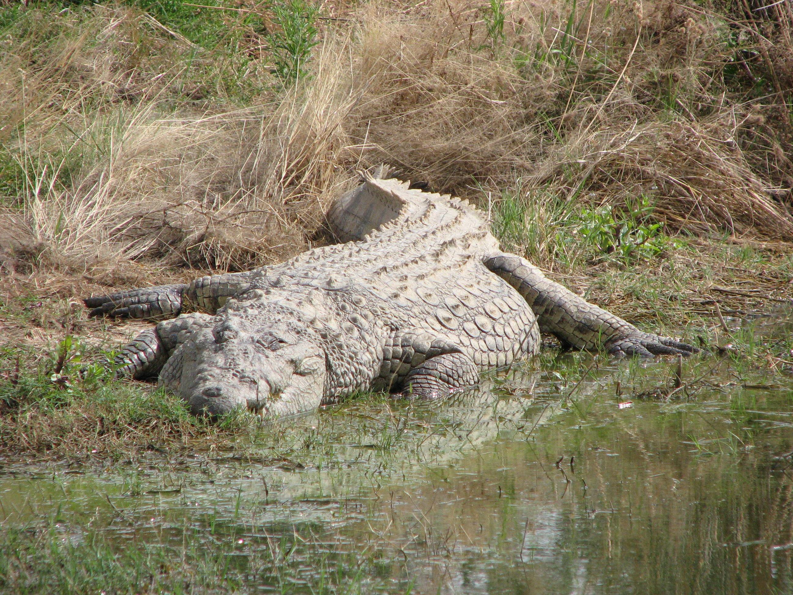 Crocodile