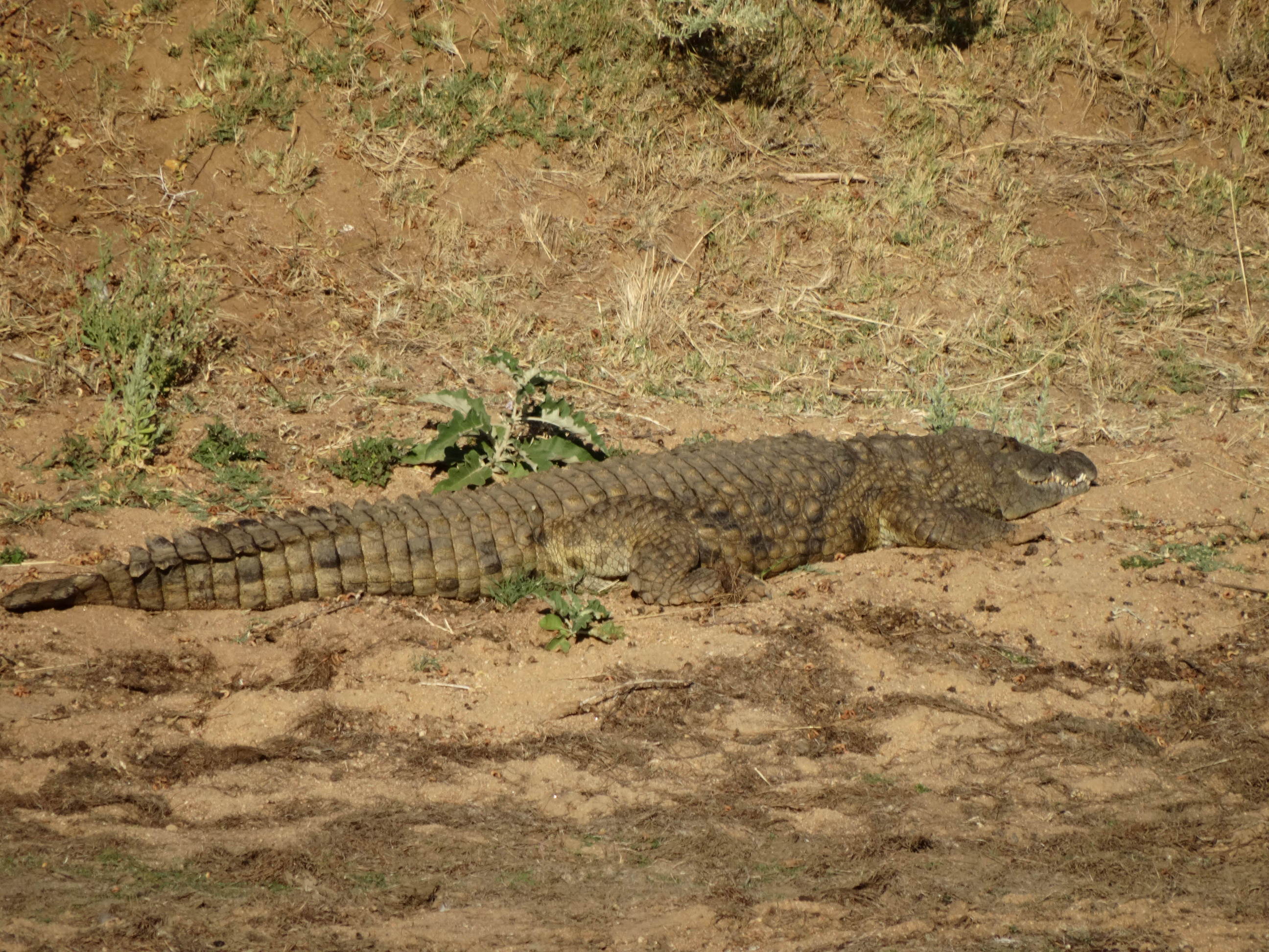 Crocodile