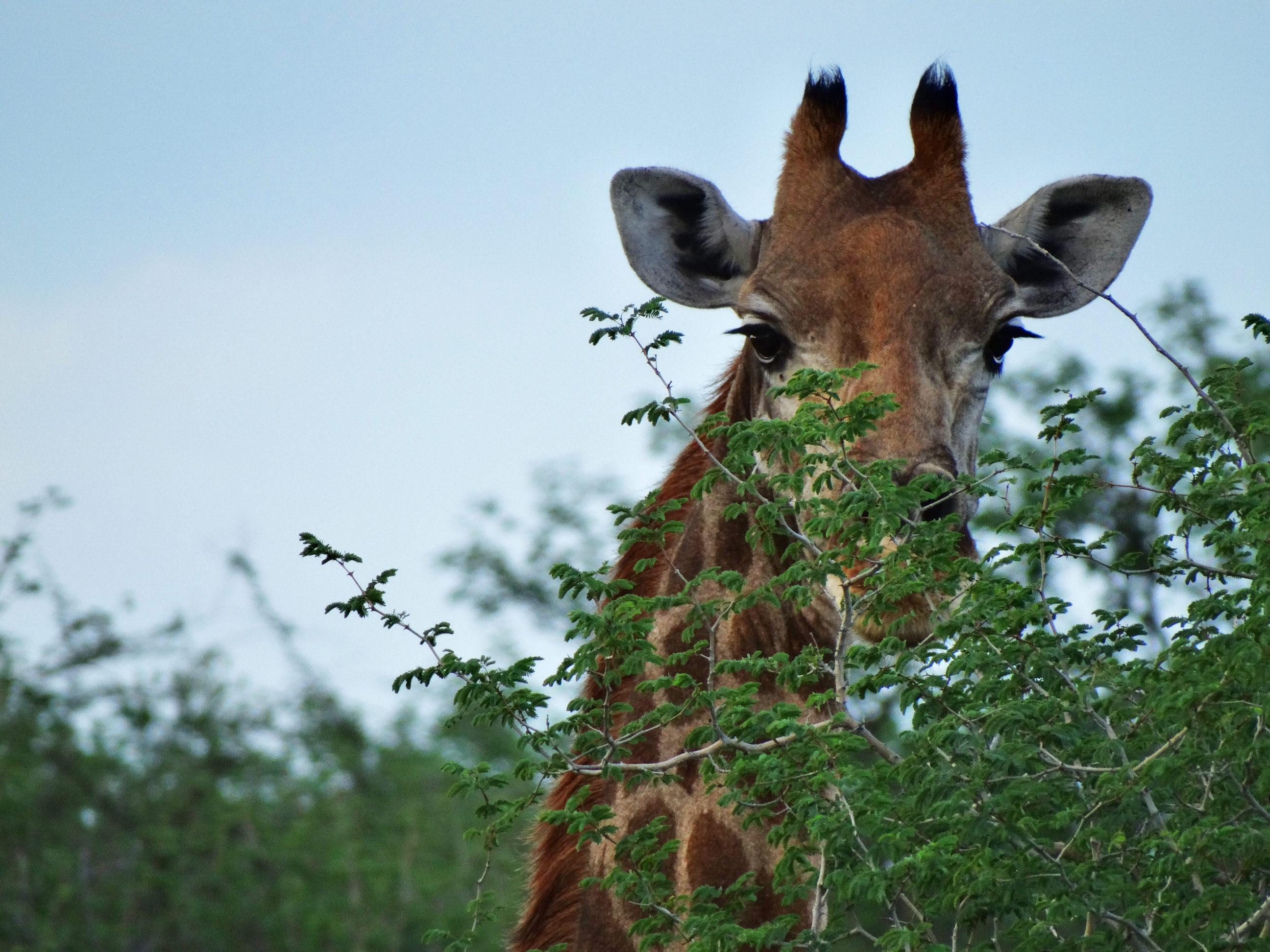 Giraffe (Fem)