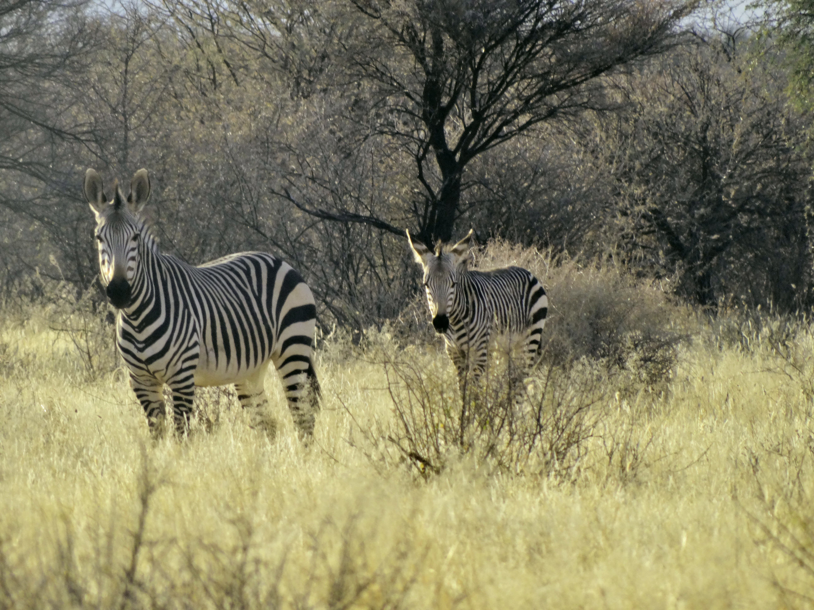 Hartmann Mountain Zebra