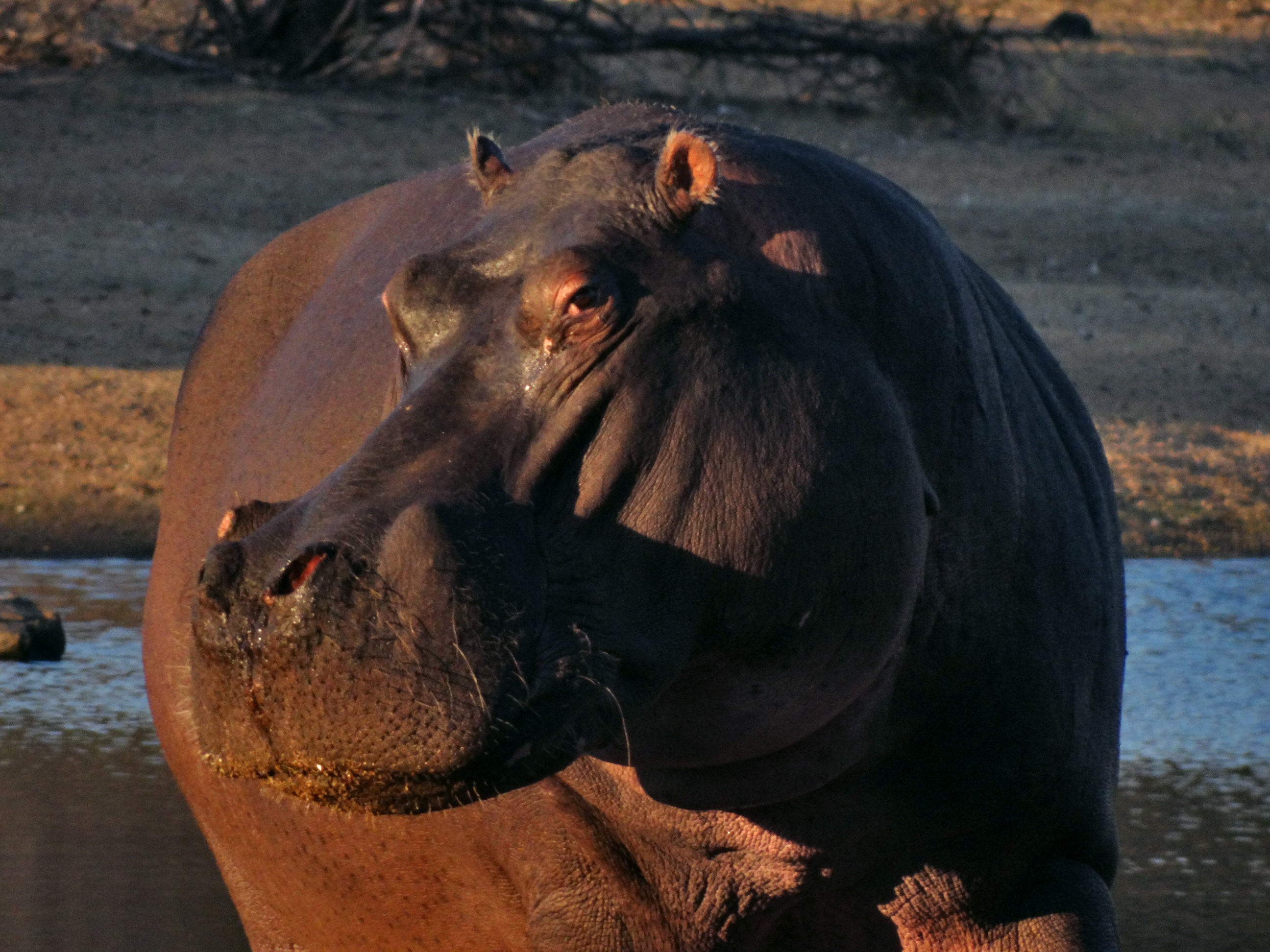 Hippo