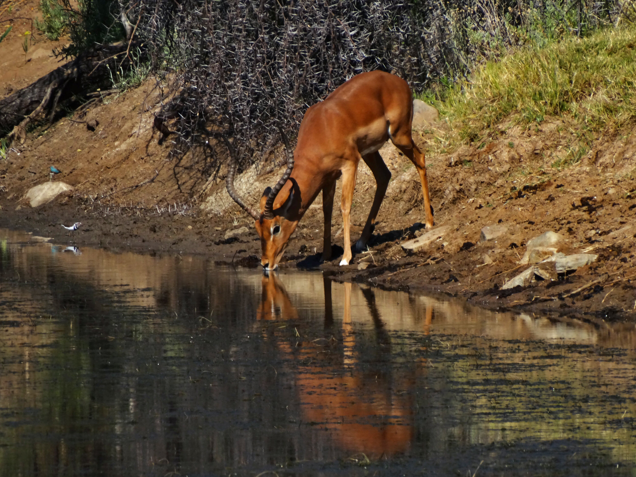 Impala (M)