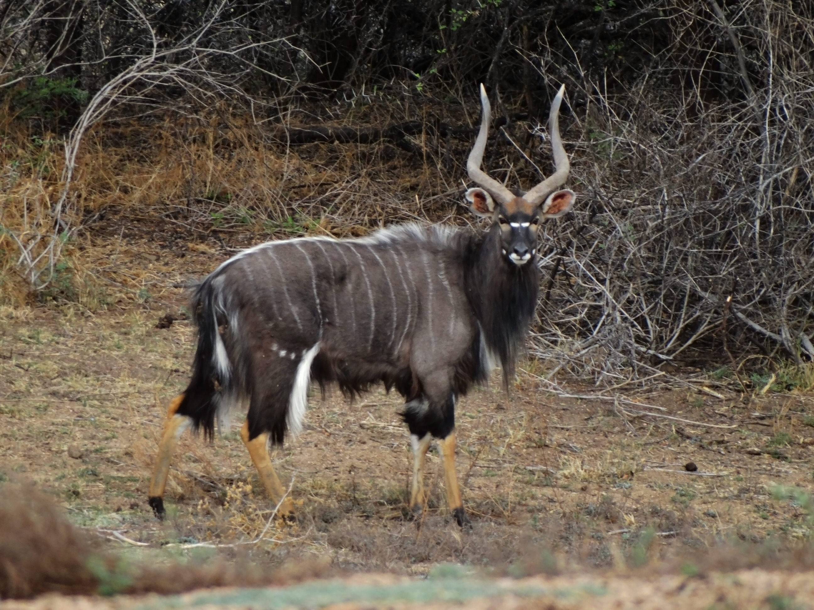 Nyala