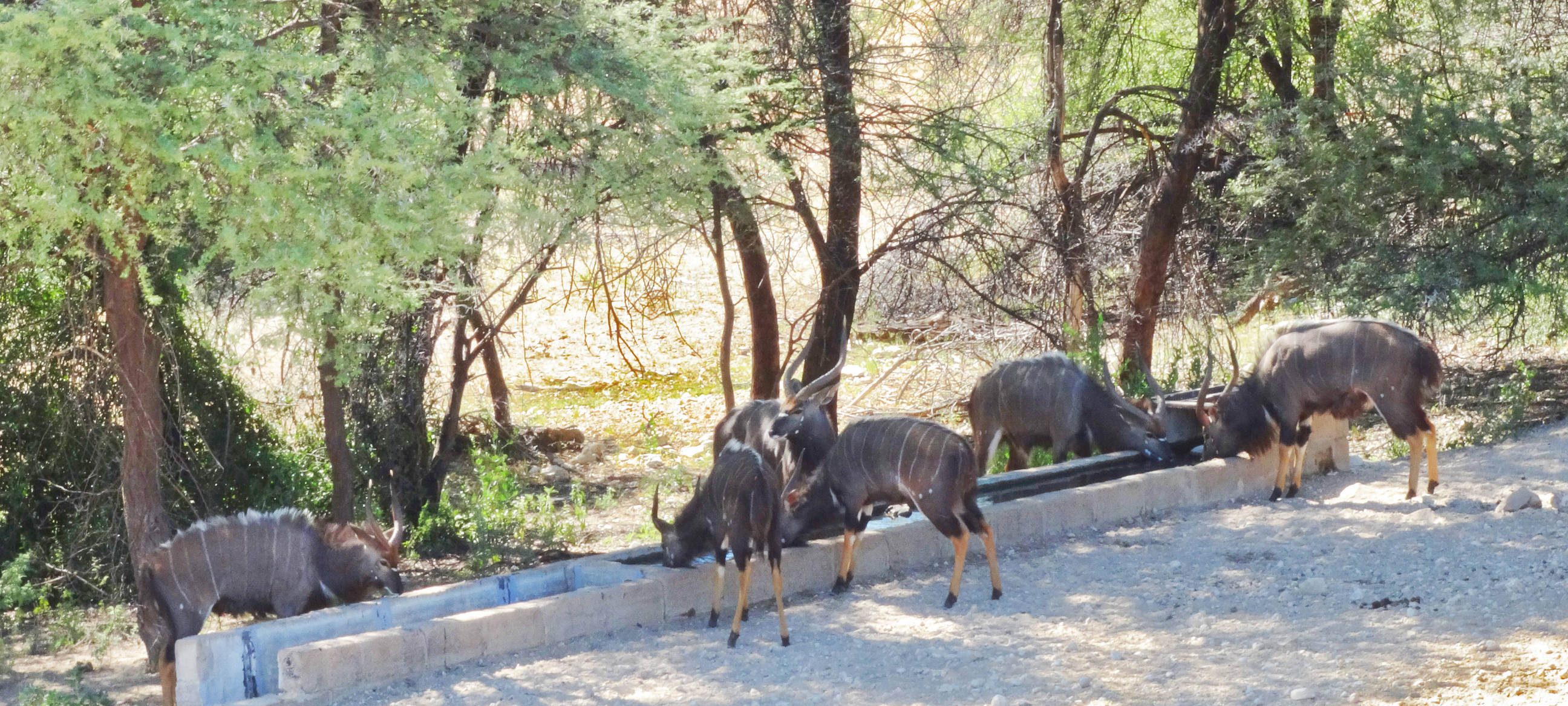 Nyala Bull Group