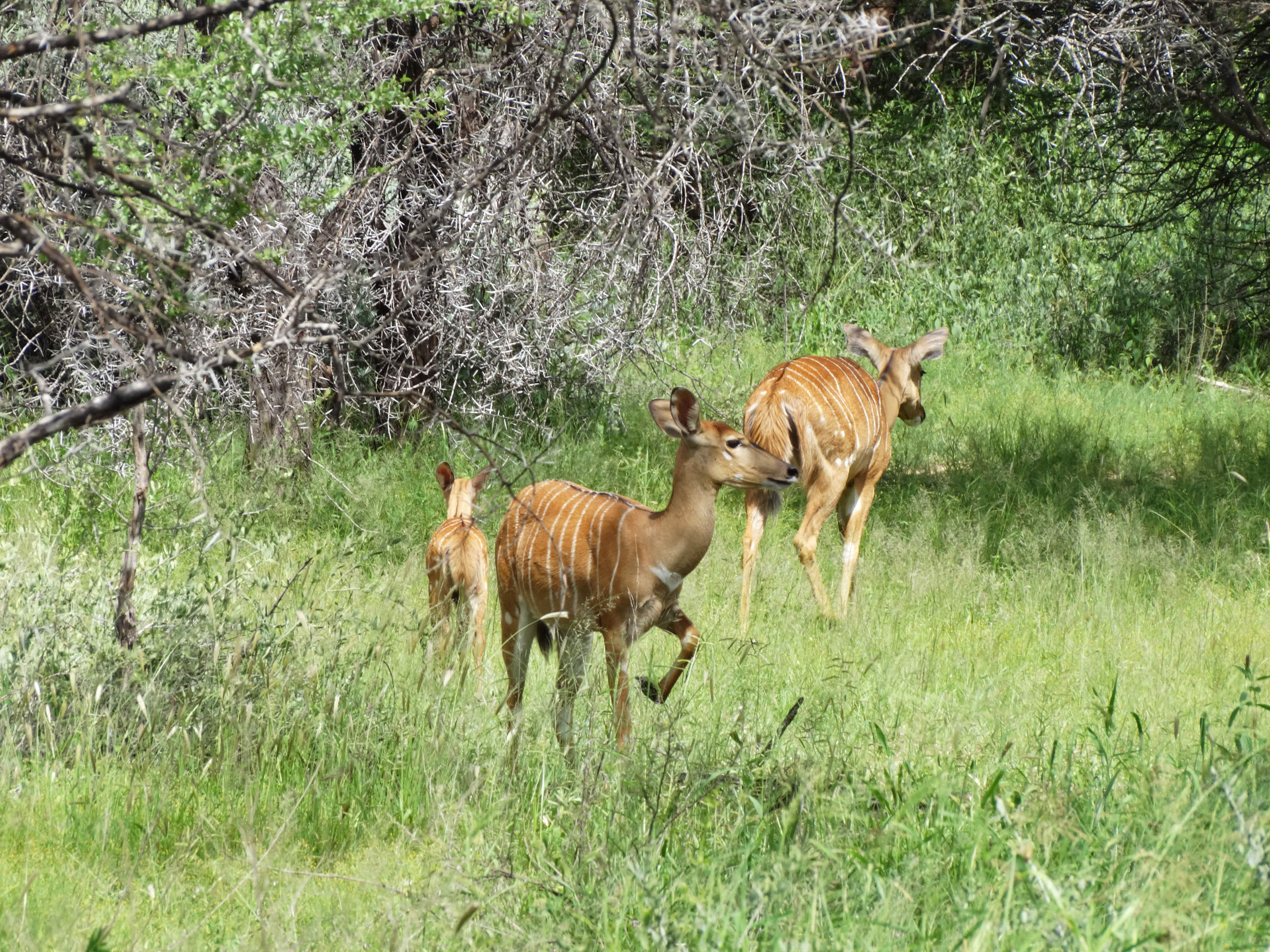 Nyalas and Calf (fem)