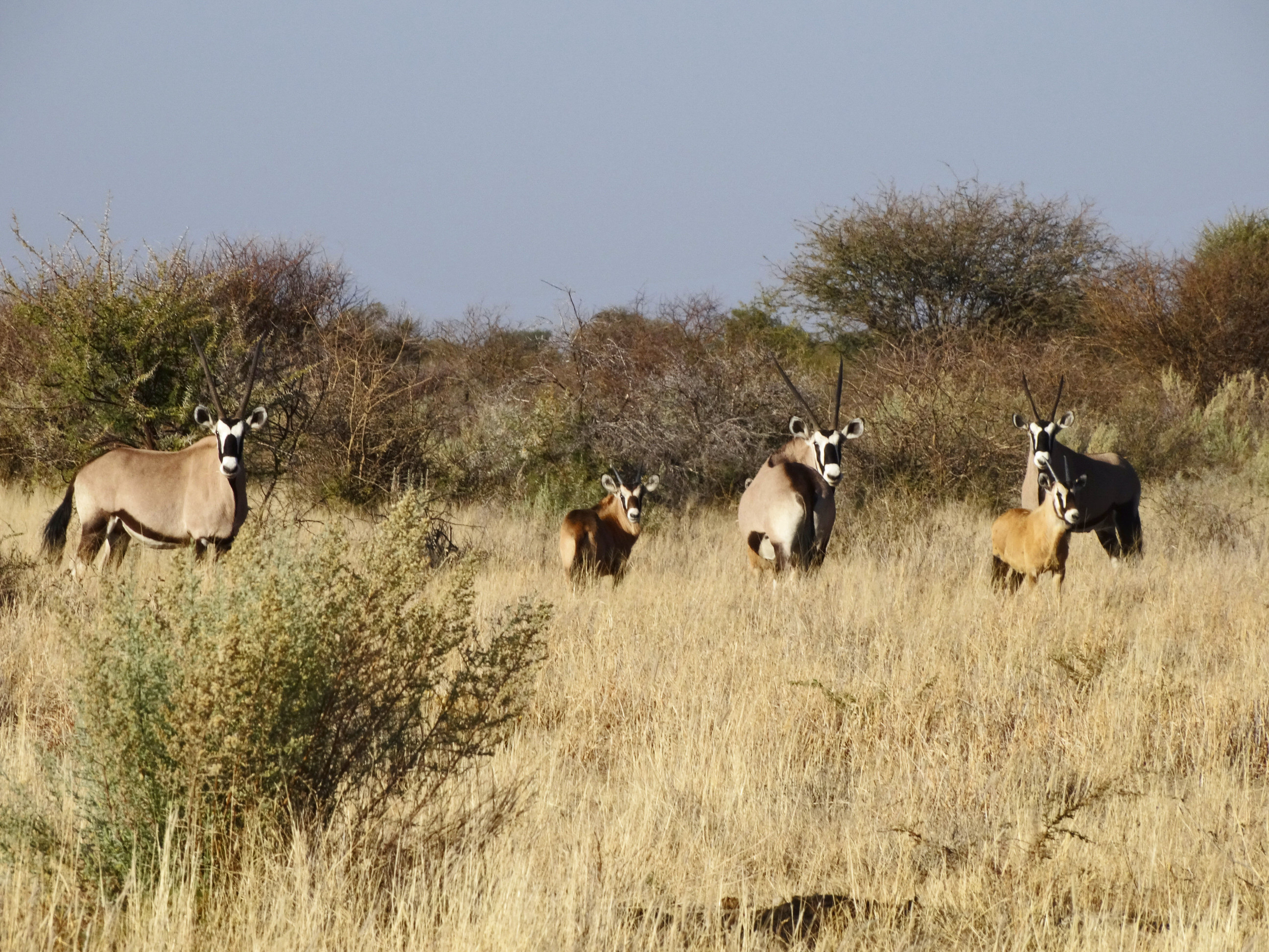 Oryx (Fem, Juv)