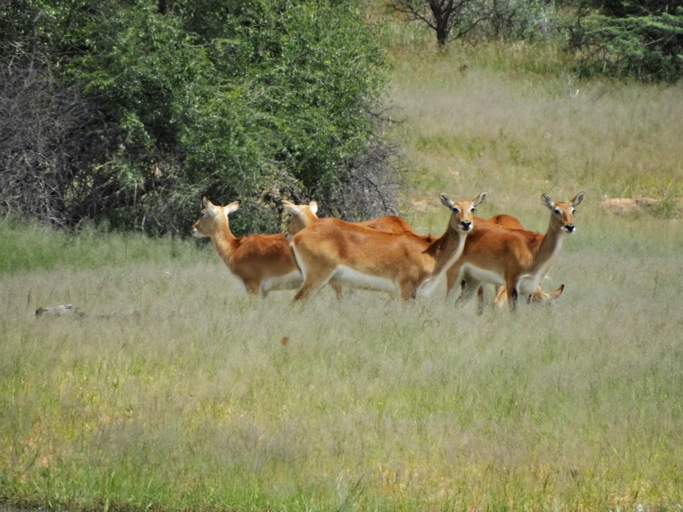 Red Lechwe (Fem)